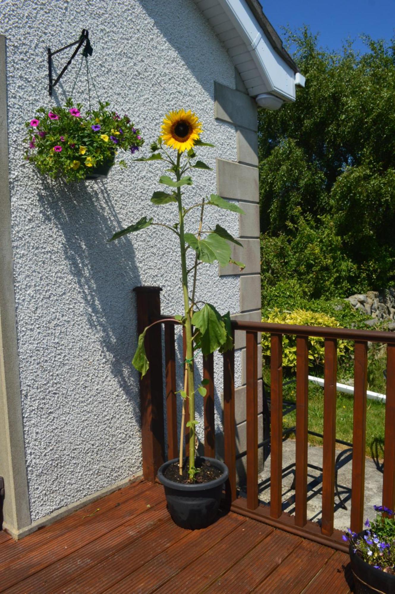 Carrick Cove Self Contained Accomodation With Private Decking Annalong Zewnętrze zdjęcie